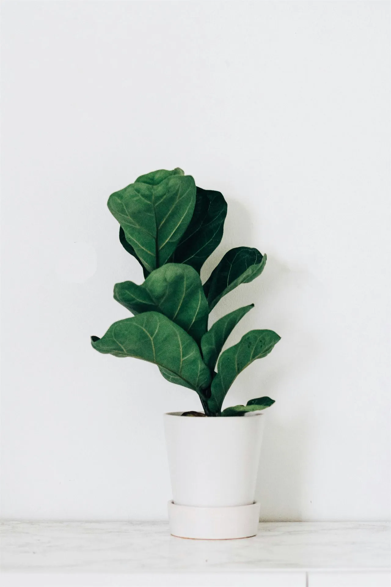 Fiddle-leaf fig in a white pot